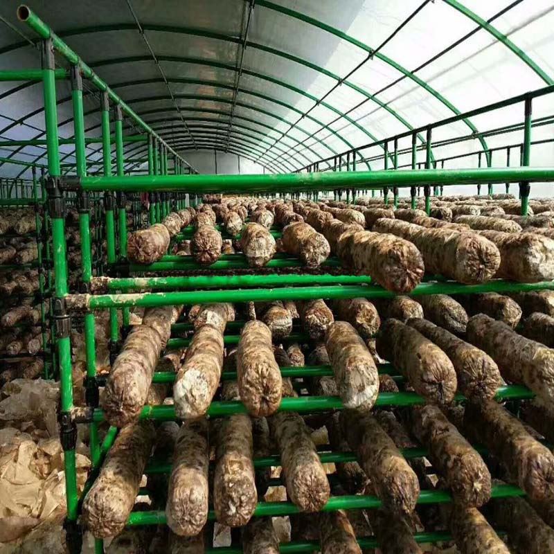 mushroom greenhouse