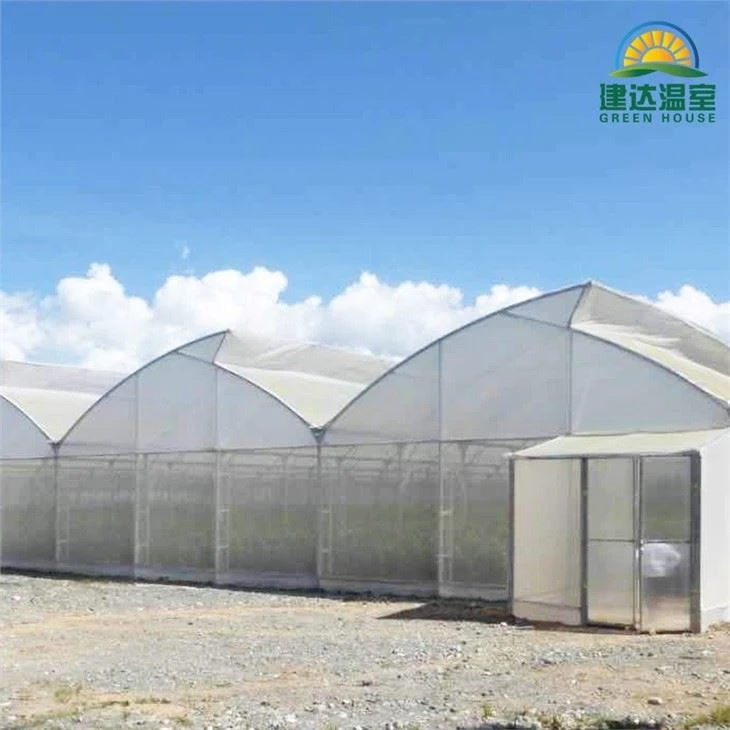Tropical Multi Span Film Greenhouse