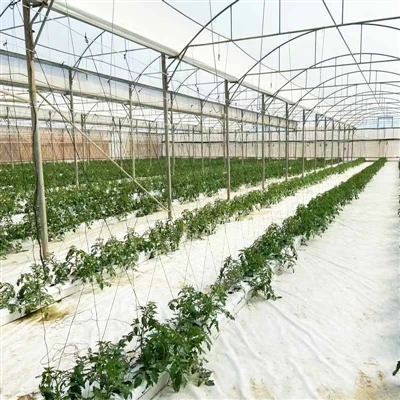 Coco Peat Tomato fis-Serra